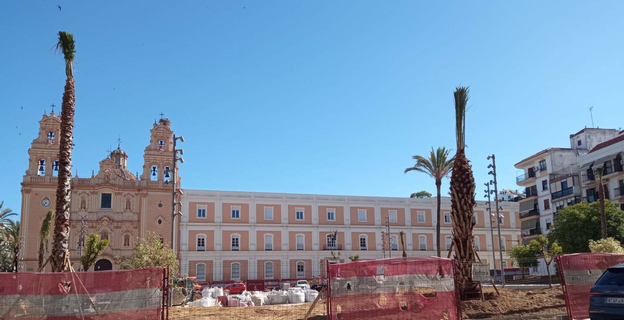 Dos de las 11 nuevas palmeras plantadas en La Merced, con la catedral al fondo