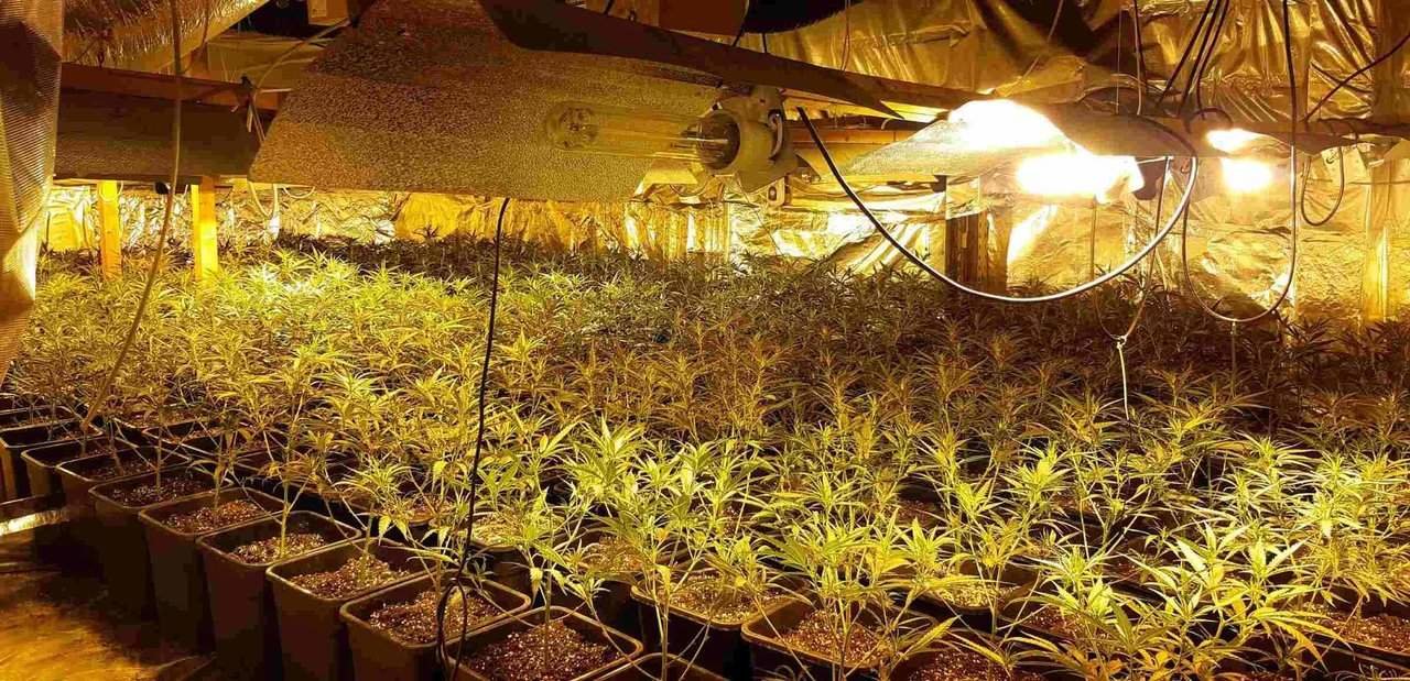 Plantación interior de marihuana
