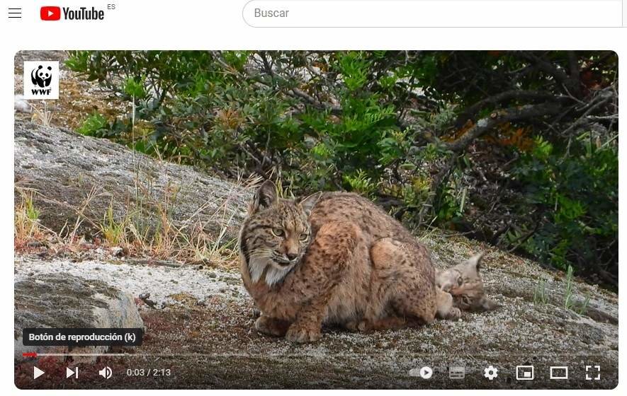 Captura de pantalla del balance del lince ibérico realizado por WWF