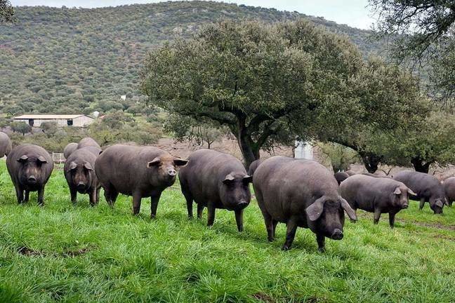 Peligra el sector del cerdo ibérico