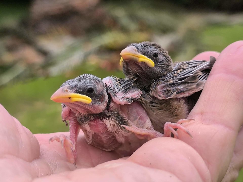 Pollos encontrados en el suelo bajo los árboles podados