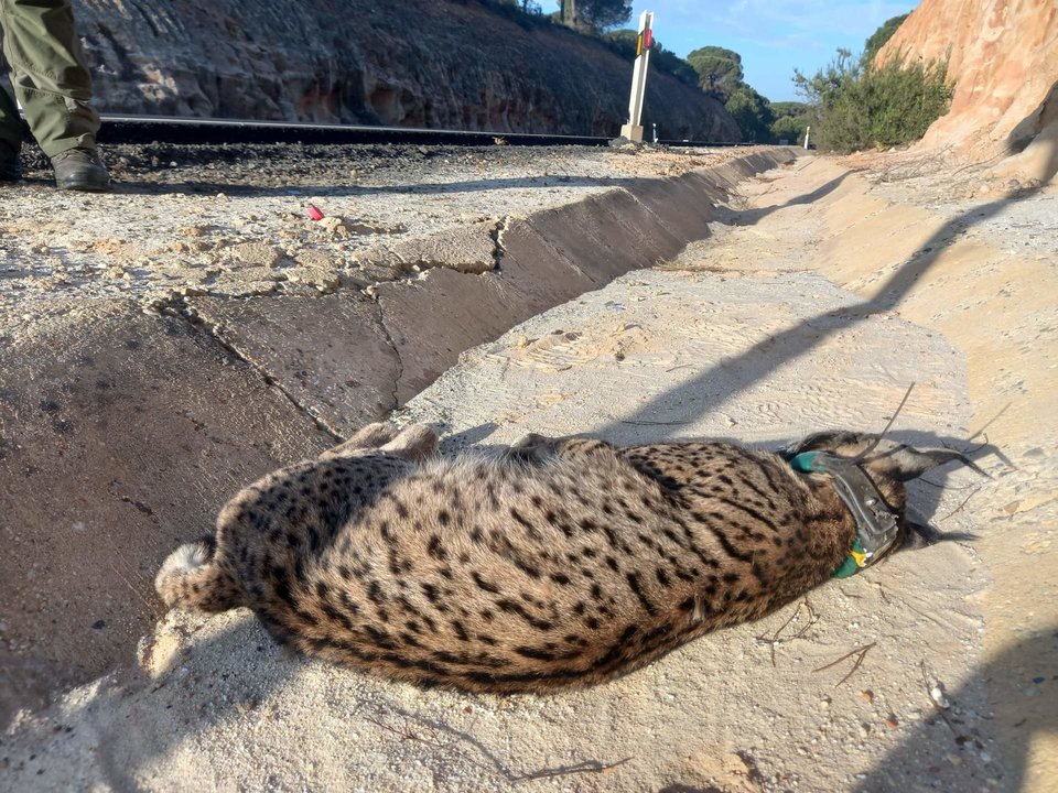 Último ejemplar de lince atropellado en la A-483