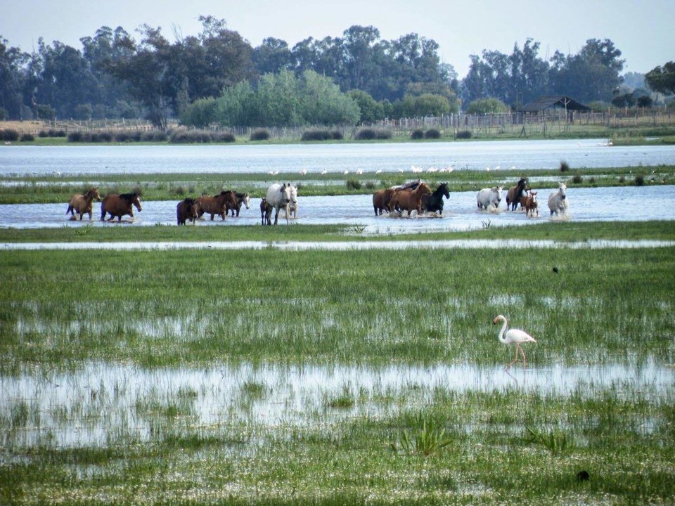 Caballos en el área de Doñana