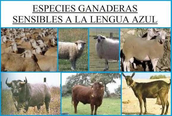 Especies_ganaderas_sensibles_lengua_azul