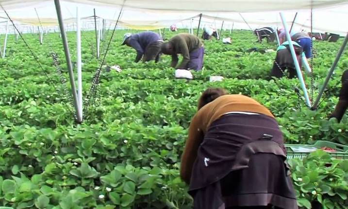 Precisan De 27 Recolectores De Frutos Rojos En Lucena Y Bonares