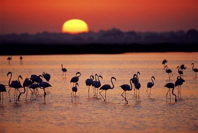 50 Aniversario del Parque Nacional de Doñana, la lucha por su conservación continúa – Diario de Huelva