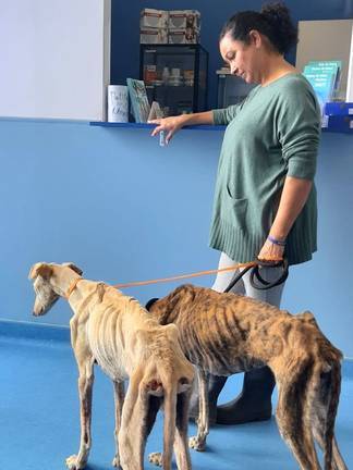 La Protectora Puntanimals Cuida De Los Dos Galgos Desnutridos Hallados En San Juan